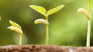 Potenzialentfaltung bei der CAS Software
